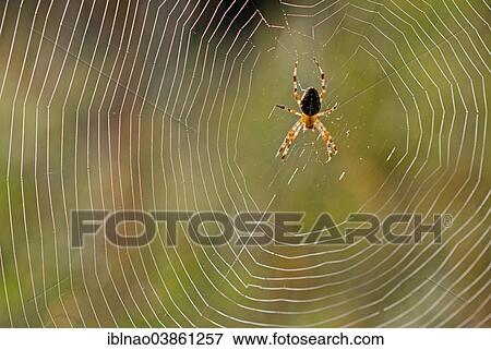 "European Garden Spider (Araneus diadematus) in spiderweb, Germany, Europe" View Large Photo Image Stock Photo - "European Garden Spider (Araneus diadematus) in spiderweb, Germany, Europe". Fotosearch