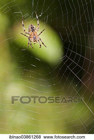 Stock Photo - "European Garden Spider (Araneus diadematus) in spiderweb, Germany, Europe". Fotosearch