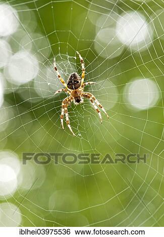 European Garden Spider (Araneus diadematus) in its web View Large Photo Image Stock Photograph - European Garden Spider (Araneus diadematus) in its web. Fotosearch