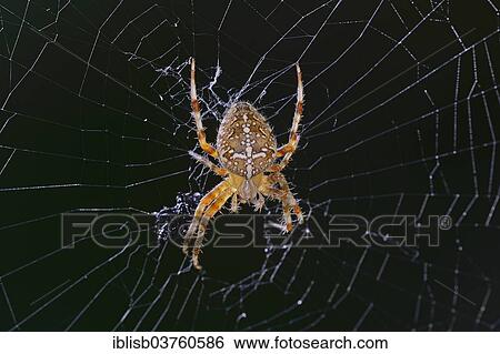 "European Garden spider (Araneus diadematus) in its web, Berlin, Germany, Europe" View Large Photo Image Stock Photograph - "European Garden spider (Araneus diadematus) in its web, Berlin, Germany, Europe". Fotosearch