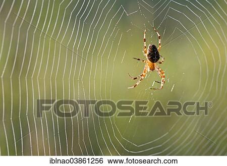 "European Garden Spider (Araneus diadematus) in spiderweb, Germany, Europe" View Large Photo Image Stock Photograph - "European Garden Spider (Araneus diadematus) in spiderweb, Germany, Europe". Fotosearch