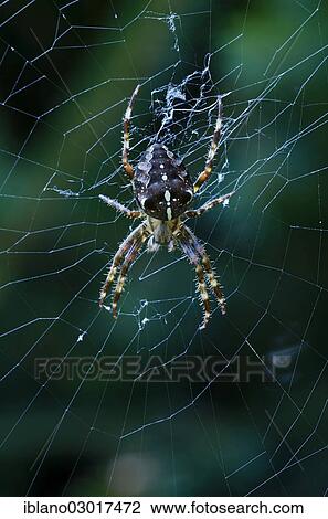 Stock Image - "European garden spider, diadem spider, cross spider or cross orbweaver (Araneus diadematus), Schwaz, Tyrol, Austria, Europe". Fotosearch