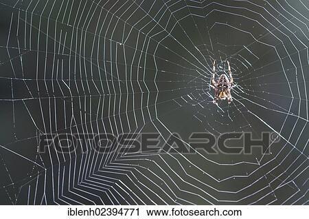 "European garden spider, diadem spider, cross spider, or cross orbweaver (Araneus diadematus), Haren, Emsland region, Lower Saxony, Germany, Europe" View Large Photo Image Stock Image - "European garden spider, diadem spider, cross spider, or cross orbweaver (Araneus diadematus), Haren, Emsland region, Lower Saxony, Germany, Europe". Fotosearch