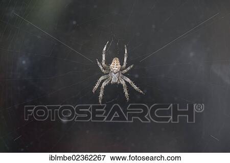 "European Garden Spider or Cross Orbweaver(Araneus diadematus) in its web, Brandenburg, Germany, Europe" View Large Photo Image Stock Photo - "European Garden Spider or Cross Orbweaver(Araneus diadematus) in its web, Brandenburg, Germany, Europe". Fotosearch