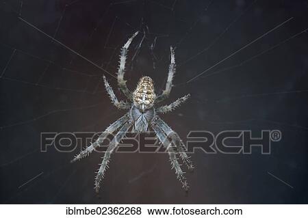 "European Garden Spider or Cross Orbweaver(Araneus diadematus) in its web, Brandenburg, Germany, Europe" View Large Photo Image Stock Photo - "European Garden Spider or Cross Orbweaver(Araneus diadematus) in its web, Brandenburg, Germany, Europe". Fotosearch