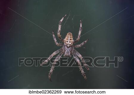 "European Garden Spider or Cross Orbweaver(Araneus diadematus) in its web, Brandenburg, Germany, Europe" View Large Photo Image Stock Photo - "European Garden Spider or Cross Orbweaver(Araneus diadematus) in its web, Brandenburg, Germany, Europe". Fotosearch