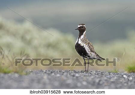 "European Golden Plover (Pluvialis apricaria), male, in breeding plumage, Dovrefjell–Sunndalsfjella National Park, Norway, Europe" View Large Photo Image Stock Photo - "European Golden Plover (Pluvialis apricaria), male, in breeding plumage, Dovrefjell–Sunndalsfjella National Park, Norway, Europe". Fotosearch