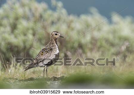 Stock Photo - "European Golden Plover (Pluvialis apricaria), female, Dovrefjellâ€“Sunndalsfjella National Park, Norway, Europe". Fotosearch