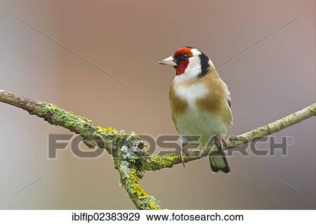 Stock Photo - "European Goldfinch (Carduelis carduelis), adult, perched on lichen covered twig, Oxfordshire, England, United Kingdom, Europe". Fotosearch