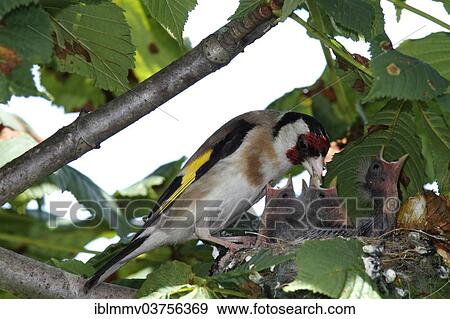 Stock Photo - "European Goldfinch or Goldfinch (Carduelis carduelis) at nest with chicks, Lower Saxony, Germany, Europe". Fotosearch