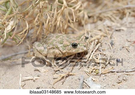 "European green toad (Bufo viridis or Pseudepidalea virdis), Syrian Desert, Tadmur, Syria, Asia" View Large Photo Image Stock Photography - "European green toad (Bufo viridis or Pseudepidalea virdis), Syrian Desert, Tadmur, Syria, Asia". Fotosearch