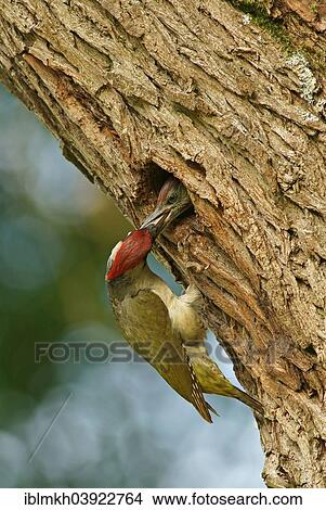 Picture - "European green woodpecker (Picus viridis) feeding chick in nest in tree hole, Hesse, Germany, Europe". Fotosearch