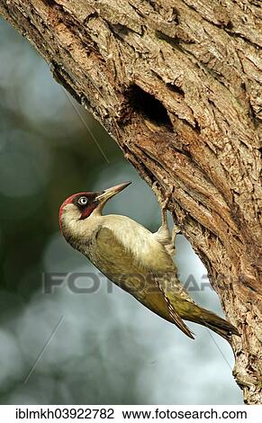 "European green woodpecker (Picus viridis) feeding chick in nest in tree hole, Hesse, Germany, Europe" View Large Photo Image Stock Image - "European green woodpecker (Picus viridis) feeding chick in nest in tree hole, Hesse, Germany, Europe". Fotosearch
