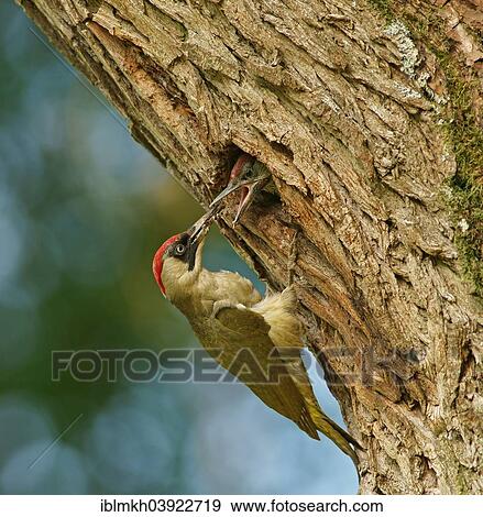 Stock Photo - "European green woodpecker (Picus viridis) feeding chick in nest in tree hole, Hesse, Germany, Europe". Fotosearch