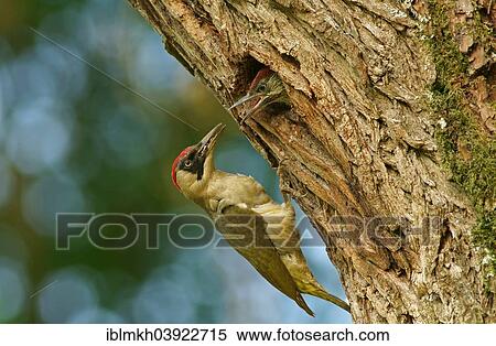 Stock Photography - "European green woodpecker (Picus viridis) feeding chick in nest in tree hole, Hesse, Germany, Europe". Fotosearch