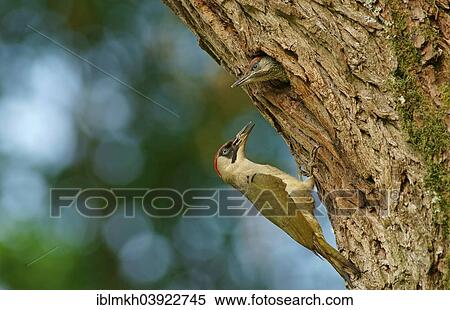 "European green woodpecker (Picus viridis) feeding chick in nest in tree hole, Hesse, Germany, Europe" View Large Photo Image Stock Photography - "European green woodpecker (Picus viridis) feeding chick in nest in tree hole, Hesse, Germany, Europe". Fotosearch