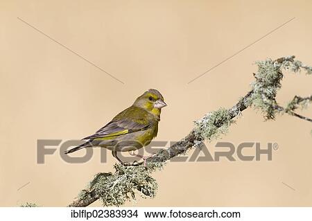 "European Greenfinch (Carduelis chloris), adult male, perched on lichen covered twig, Castilla y Leon, Spain, Europe" View Large Photo Image Picture - "European Greenfinch (Carduelis chloris), adult male, perched on lichen covered twig, Castilla y Leon, Spain, Europe". Fotosearch