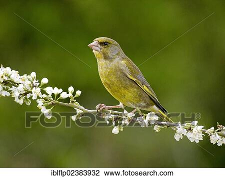"European Greenfinch (Carduelis chloris), adult male, perched on twig with blossom, Warwickshire, England, United Kingdom, Europe" View Large Photo Image Stock Image - "European Greenfinch (Carduelis chloris), adult male, perched on twig with blossom, Warwickshire, England, United Kingdom, Europe". Fotosearch