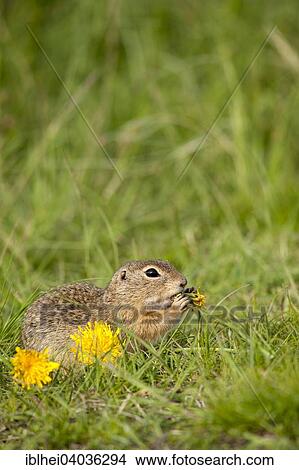 "European Ground Squirrel or European Souslik (Spermophilus citellus), Perchtoldsdorf, Lower Austria, Austria, Europe" View Large Photo Image Picture - "European Ground Squirrel or European Souslik (Spermophilus citellus), Perchtoldsdorf, Lower Austria, Austria, Europe". Fotosearch