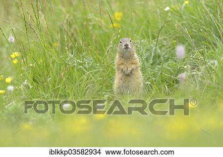 "European Ground Squirrel or European Souslik (Spermophilus citellus) in a meadow, Usti nad Labem Region, Czech Republic, Europe" View Large Photo Image Picture - "European Ground Squirrel or European Souslik (Spermophilus citellus) in a meadow, Usti nad Labem Region, Czech Republic, Europe". Fotosearch