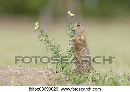 "European Ground Squirrel or European Souslik (Spermophilus citellus) standing upright to feed, Seewinkel, Burgenland, Austria, Europe" View Large Photo Image Stock Image - "European Ground Squirrel or European Souslik (Spermophilus citellus) standing upright to feed, Seewinkel, Burgenland, Austria, Europe". Fotosearch