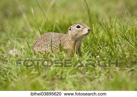 "European Ground Squirrel or European Souslik (Spermophilus citellus), Austria, Europe" View Large Photo Image Stock Image - "European Ground Squirrel or European Souslik (Spermophilus citellus), Austria, Europe". Fotosearch