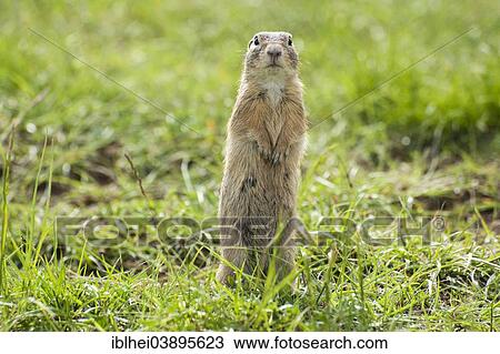 "European Ground Squirrel or European Souslik (Spermophilus citellus), Austria, Europe" View Large Photo Image Stock Image - "European Ground Squirrel or European Souslik (Spermophilus citellus), Austria, Europe". Fotosearch