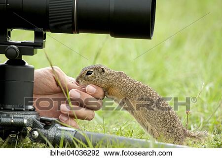 "European Ground Squirrel or European Souslik (Spermophilus citellus) at the hand of a photographer, Perchtoldsdorf, Lower Austria, Austria, Europe" View Large Photo Image Stock Image - "European Ground Squirrel or European Souslik (Spermophilus citellus) at the hand of a photographer, Perchtoldsdorf, Lower Austria, Austria, Europe". Fotosearch