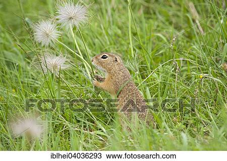 "European Ground Squirrel or European Souslik (Spermophilus citellus), Perchtoldsdorf, Lower Austria, Austria, Europe" View Large Photo Image Stock Image - "European Ground Squirrel or European Souslik (Spermophilus citellus), Perchtoldsdorf, Lower Austria, Austria, Europe". Fotosearch