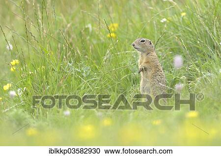 "European Ground Squirrel or European Souslik (Spermophilus citellus), standing guard in front of its den, Usti nad Labem Region, Czech Republic, Europe" View Large Photo Image Stock Image - "European Ground Squirrel or European Souslik (Spermophilus citellus), standing guard in front of its den, Usti nad Labem Region, Czech Republic, Europe". Fotosearch
