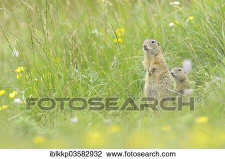 "European Ground Squirrel or European Souslik (Spermophilus citellus), mother with a cub outside its den, Usti nad Labem Region, Czech Republic, Europe" View Large Photo Image Stock Image - "European Ground Squirrel or European Souslik (Spermophilus citellus), mother with a cub outside its den, Usti nad Labem Region, Czech Republic, Europe". Fotosearch