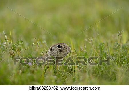 "European Ground Squirrel or European Souslik (Spermophilus citellus), Markgrafneusiedl, Lower Austria, Austria, Europe" View Large Photo Image Stock Image - "European Ground Squirrel or European Souslik (Spermophilus citellus), Markgrafneusiedl, Lower Austria, Austria, Europe". Fotosearch