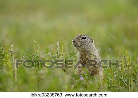 "European Ground Squirrel or European Souslik (Spermophilus citellus), Markgrafneusiedl, Lower Austria, Austria, Europe" View Large Photo Image Stock Image - "European Ground Squirrel or European Souslik (Spermophilus citellus), Markgrafneusiedl, Lower Austria, Austria, Europe". Fotosearch