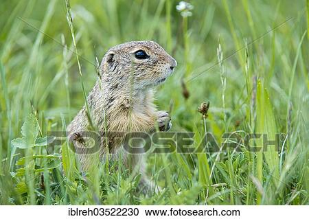 "European Ground Squirrel or European Souslik (Citellus citellus), Perchtoldsdorfer Heide, Perchtoldsdorf, Lower Austria, Austria, Europe" View Large Photo Image Stock Image - "European Ground Squirrel or European Souslik (Citellus citellus), Perchtoldsdorfer Heide, Perchtoldsdorf, Lower Austria, Austria, Europe". Fotosearch