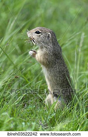 Stock Image - "European Ground Squirrel or European Souslik (Citellus citellus), Perchtoldsdorfer Heide, Perchtoldsdorf, Lower Austria, Austria, Europe". Fotosearch