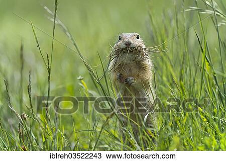 "European Ground Squirrel or European Souslik (Citellus citellus), Perchtoldsdorfer Heide, Perchtoldsdorf, Lower Austria, Austria, Europe" View Large Photo Image Stock Image - "European Ground Squirrel or European Souslik (Citellus citellus), Perchtoldsdorfer Heide, Perchtoldsdorf, Lower Austria, Austria, Europe". Fotosearch