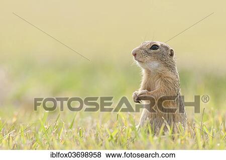 "European Ground Squirrel or European Souslik (Spermophilus citellus) standing upright scanning the environment, Seewinkel, Burgenland, Austria, Europe" View Large Photo Image Stock Photo - "European Ground Squirrel or European Souslik (Spermophilus citellus) standing upright scanning the environment, Seewinkel, Burgenland, Austria, Europe". Fotosearch