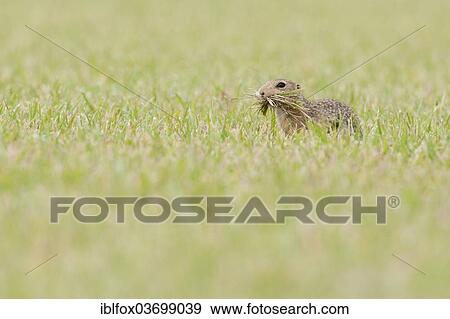 "European Ground Squirrel or European Souslik (Spermophilus citellus) gathering hay for the burrow, Seewinkel, Burgenland, Austria, Europe" View Large Photo Image Stock Photo - "European Ground Squirrel or European Souslik (Spermophilus citellus) gathering hay for the burrow, Seewinkel, Burgenland, Austria, Europe". Fotosearch