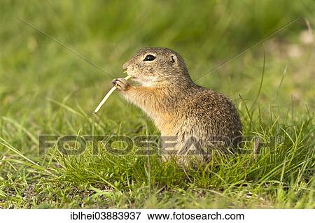 "European Ground Squirrel or European Souslik (Spermophilus citellus), Austria, Europe" View Large Photo Image Stock Photo - "European Ground Squirrel or European Souslik (Spermophilus citellus), Austria, Europe". Fotosearch