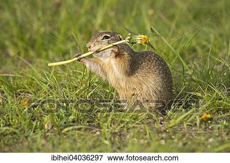 "European Ground Squirrel or European Souslik (Spermophilus citellus), Perchtoldsdorf, Lower Austria, Austria, Europe" View Large Photo Image Stock Photo - "European Ground Squirrel or European Souslik (Spermophilus citellus), Perchtoldsdorf, Lower Austria, Austria, Europe". Fotosearch