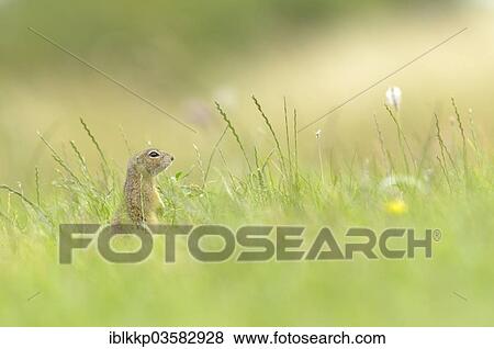 Stock Photo - "European Ground Squirrel or European Souslik (Spermophilus citellus), hiding in a meadow, Usti nad Labem Region, Czech Republic, Europe". Fotosearch