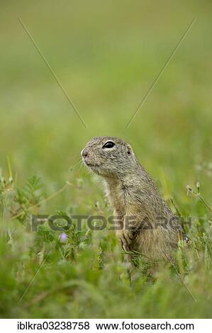 "European Ground Squirrel or European Souslik (Spermophilus citellus), Markgrafneusiedl, Lower Austria, Austria, Europe" View Large Photo Image Stock Photo - "European Ground Squirrel or European Souslik (Spermophilus citellus), Markgrafneusiedl, Lower Austria, Austria, Europe". Fotosearch