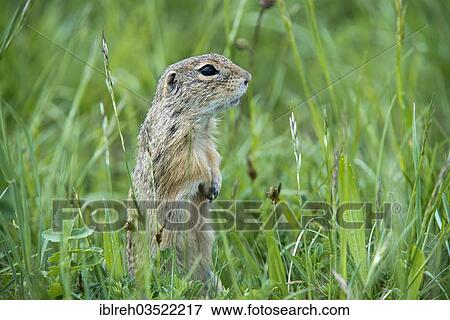 "European Ground Squirrel or European Souslik (Citellus citellus), Perchtoldsdorfer Heide, Perchtoldsdorf, Lower Austria, Austria, Europe" View Large Photo Image Stock Photo - "European Ground Squirrel or European Souslik (Citellus citellus), Perchtoldsdorfer Heide, Perchtoldsdorf, Lower Austria, Austria, Europe". Fotosearch