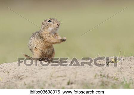 "European Ground Squirrel or European Souslik (Spermophilus citellus) standing upright scanning the environment, Seewinkel, Burgenland, Austria, Europe" View Large Photo Image Stock Photograph - "European Ground Squirrel or European Souslik (Spermophilus citellus) standing upright scanning the environment, Seewinkel, Burgenland, Austria, Europe". Fotosearch