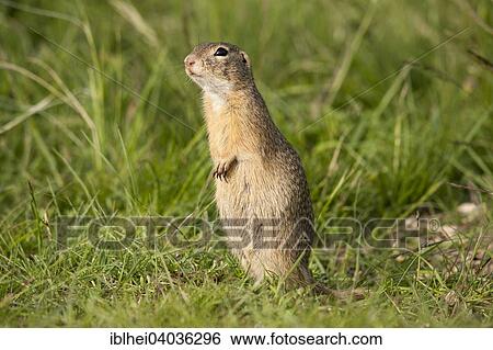 "European Ground Squirrel or European Souslik (Spermophilus citellus), Perchtoldsdorf, Lower Austria, Austria, Europe" View Large Photo Image Stock Photograph - "European Ground Squirrel or European Souslik (Spermophilus citellus), Perchtoldsdorf, Lower Austria, Austria, Europe". Fotosearch
