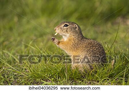 "European Ground Squirrel or European Souslik (Spermophilus citellus), Perchtoldsdorf, Lower Austria, Austria, Europe" View Large Photo Image Stock Photography - "European Ground Squirrel or European Souslik (Spermophilus citellus), Perchtoldsdorf, Lower Austria, Austria, Europe". Fotosearch