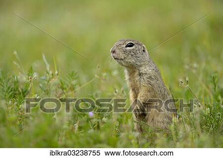 "European Ground Squirrel or European Souslik (Spermophilus citellus), Markgrafneusiedl, Lower Austria, Austria, Europe" View Large Photo Image Stock Photography - "European Ground Squirrel or European Souslik (Spermophilus citellus), Markgrafneusiedl, Lower Austria, Austria, Europe". Fotosearch