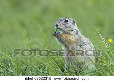 Stock Photography - "European Ground Squirrel or European Souslik (Citellus citellus), Perchtoldsdorfer Heide, Perchtoldsdorf, Lower Austria, Austria, Europe". Fotosearch