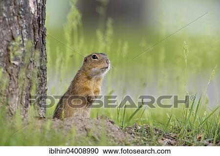 "European Ground Squirrel (Spermophilus citellus) next to den, Burgenland, Austria, Europe" View Large Photo Image Stock Image - "European Ground Squirrel (Spermophilus citellus) next to den, Burgenland, Austria, Europe". Fotosearch