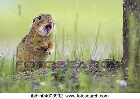 "European Ground Squirrel (Spermophilus citellus) next to den, warning shout, calling, Burgenland, Austria, Europe" View Large Photo Image Stock Image - "European Ground Squirrel (Spermophilus citellus) next to den, warning shout, calling, Burgenland, Austria, Europe". Fotosearch